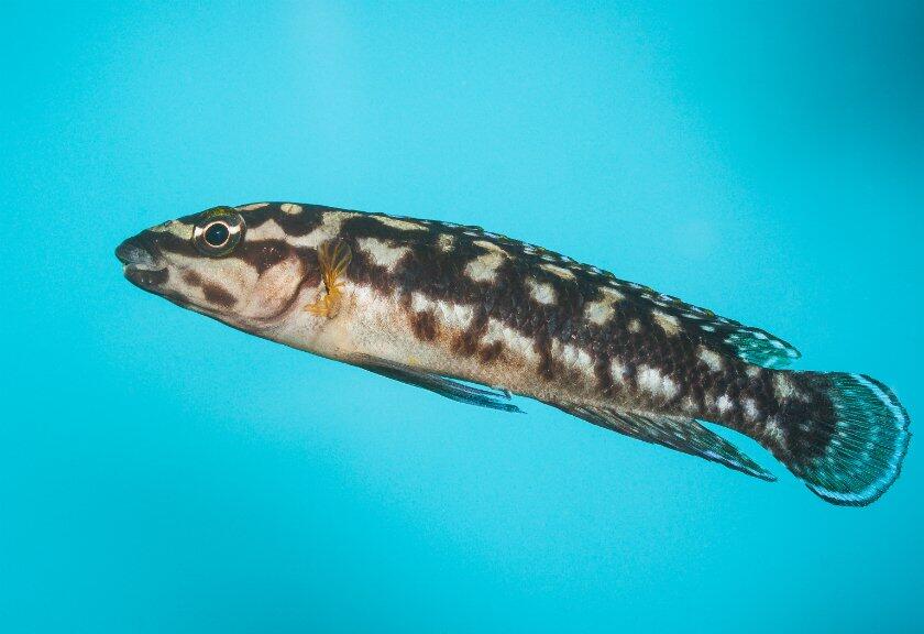 Keren! Ikan Ini Mampu Bedakan Musuh atau Kawan dari Wajahnya