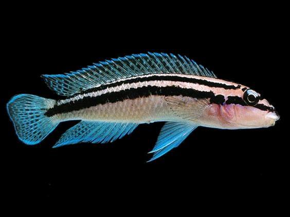Keren! Ikan Ini Mampu Bedakan Musuh atau Kawan dari Wajahnya