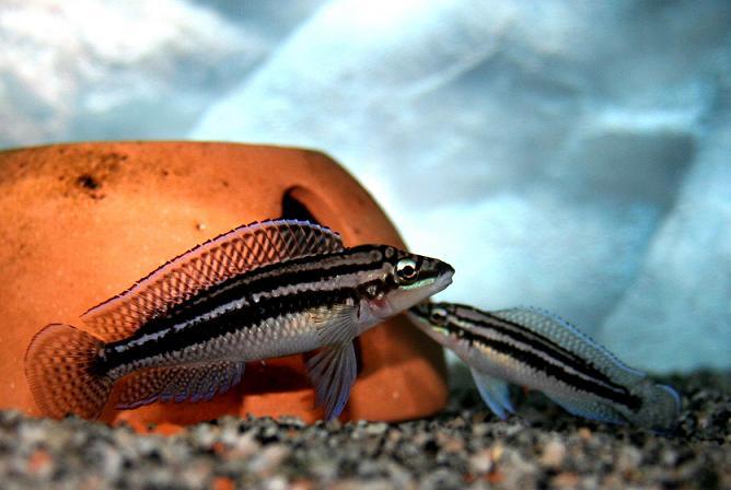 Keren! Ikan Ini Mampu Bedakan Musuh atau Kawan dari Wajahnya