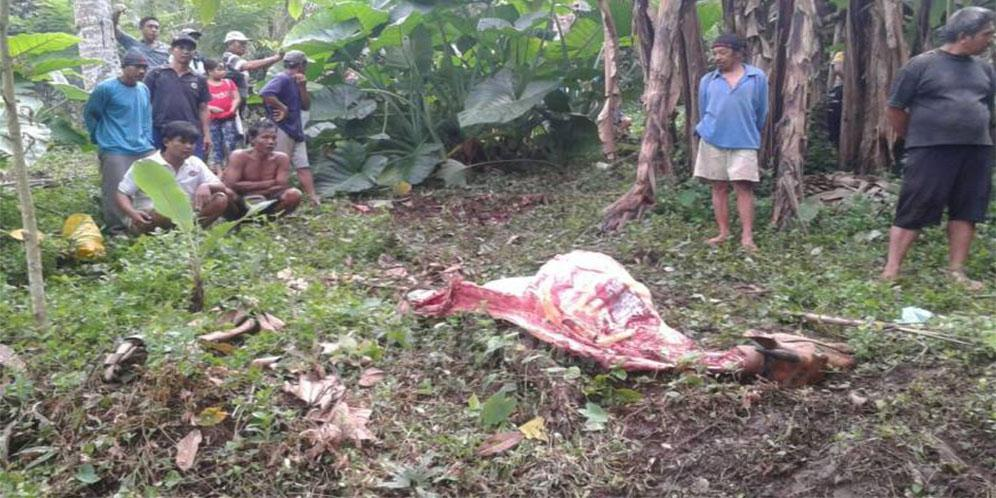 Heboh, Pencuri Mutilasi Sapi di Tegalan