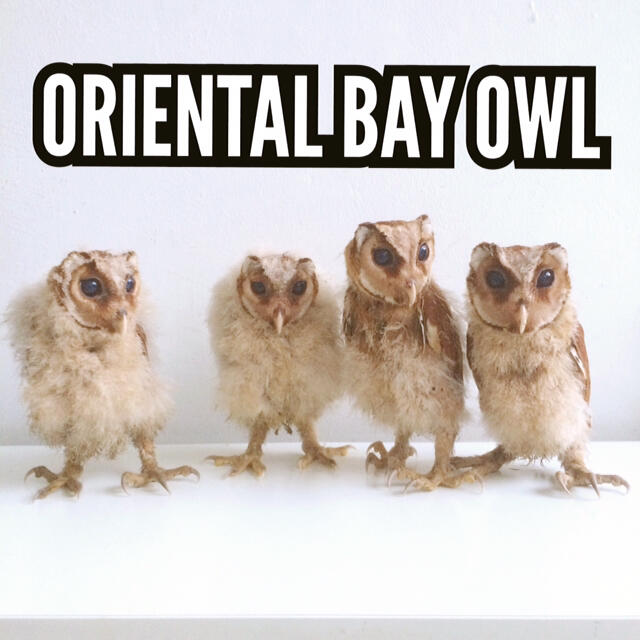 Jual Beli Burung Banjarbaru - Whitepear.store