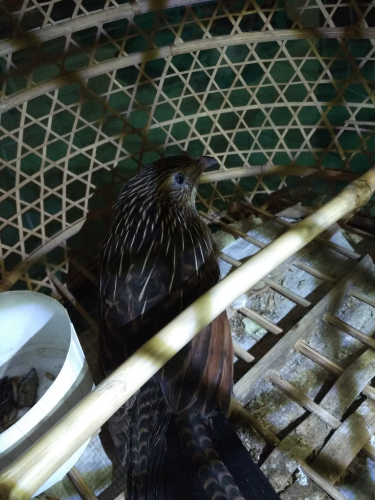 Burung Elang??? Atauuuu Buruuung???