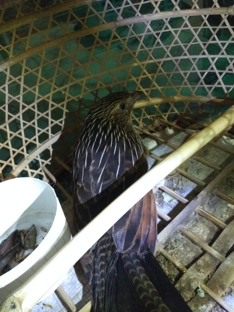 Burung Elang??? Atauuuu Buruuung???
