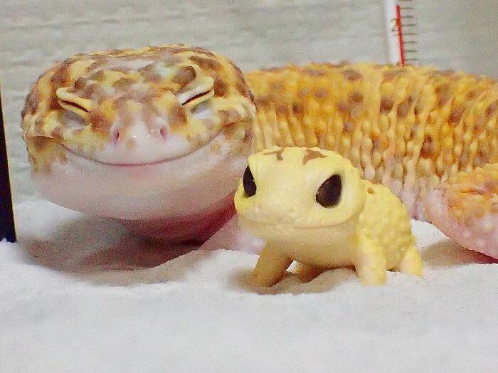 Foto Lucu Gecko Ini Bakal Bikin Agan Tersenyum 