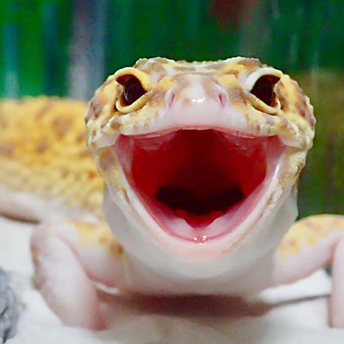 Foto Lucu Gecko Ini Bakal Bikin Agan Tersenyum 