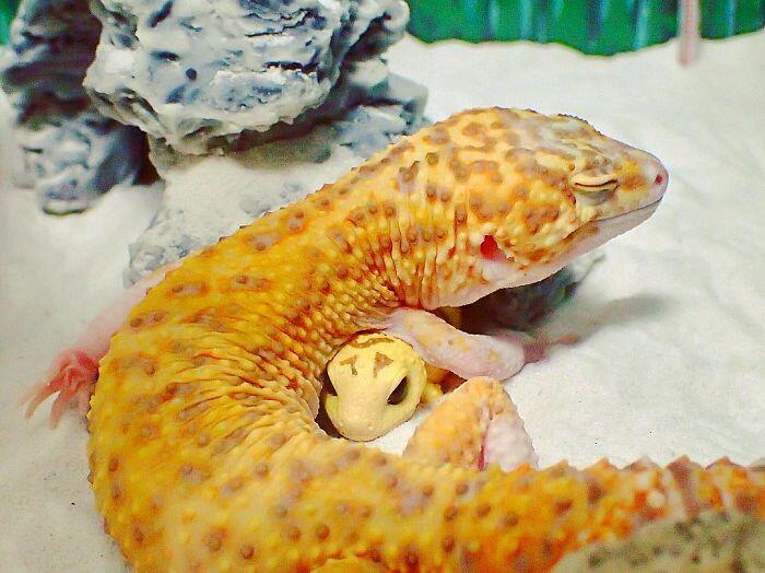 Foto Lucu Gecko Ini Bakal Bikin Agan Tersenyum 