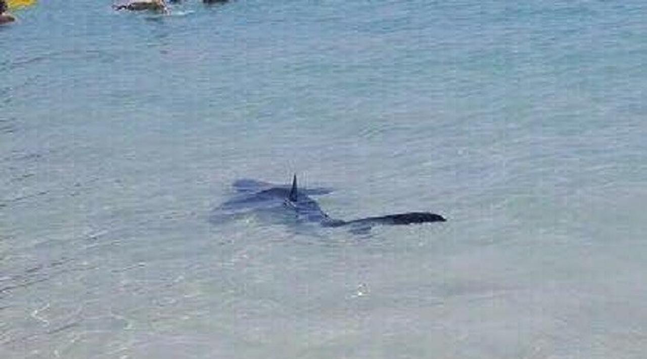 Geger Hiu Biru Berenang di Pantai Spanyol yang Penuh dengan Turis
