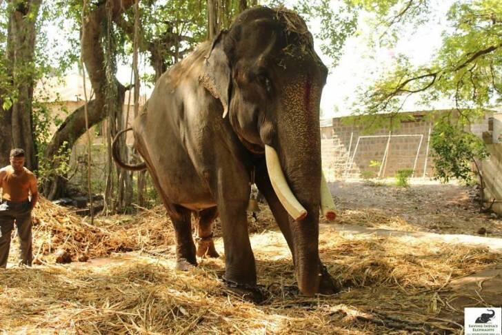 Setelah Menderita Selama 50 Tahun, Gajah Ini Akhirnya Dibebaskan