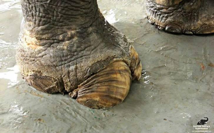 Setelah Menderita Selama 50 Tahun, Gajah Ini Akhirnya Dibebaskan