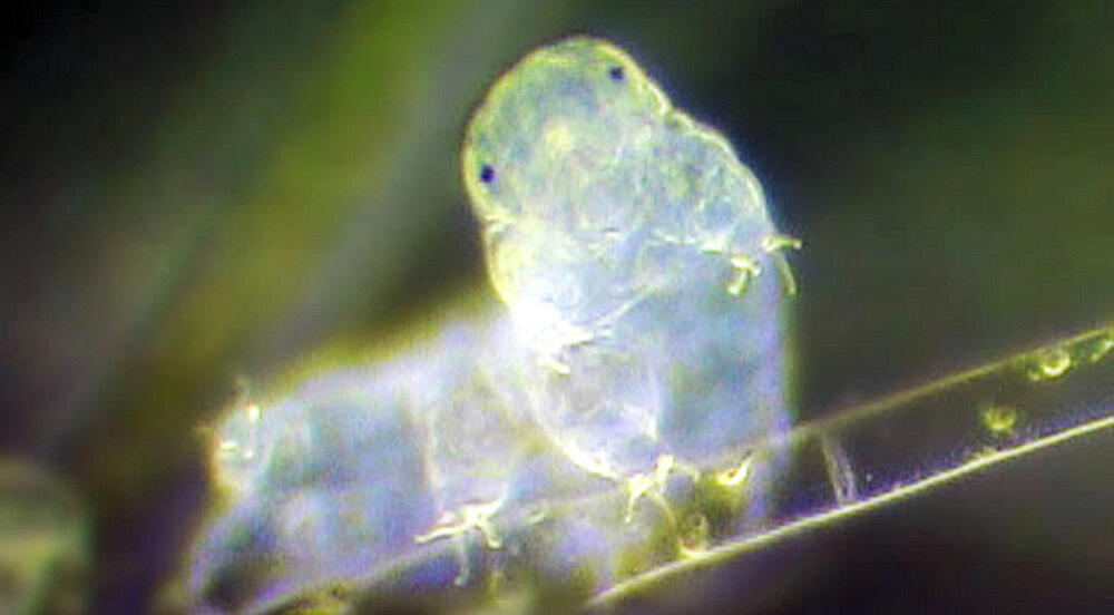 Rahasia Tardigrade si Beruang Air Yang Super Kuat