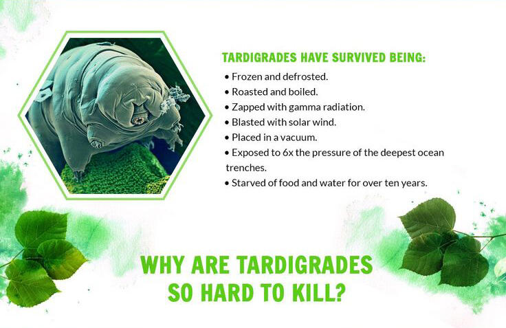 Rahasia Tardigrade si Beruang Air Yang Super Kuat