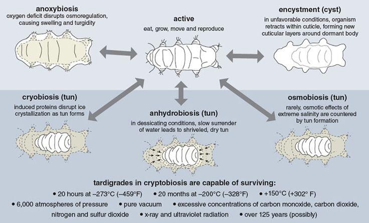 Rahasia Tardigrade si Beruang Air Yang Super Kuat