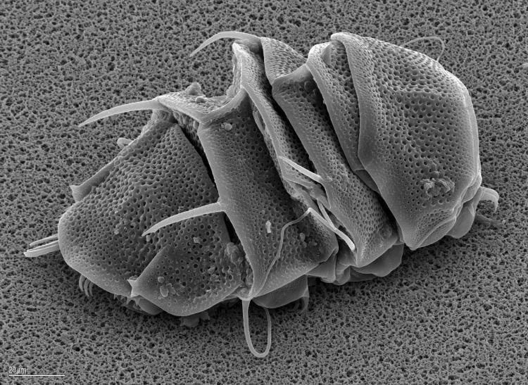 Rahasia Tardigrade si Beruang Air Yang Super Kuat