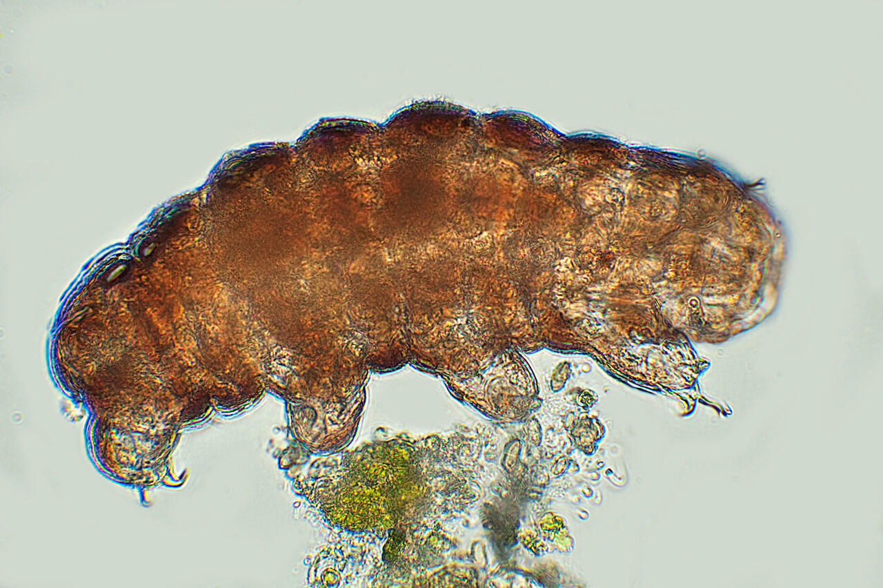 Rahasia Tardigrade si Beruang Air Yang Super Kuat