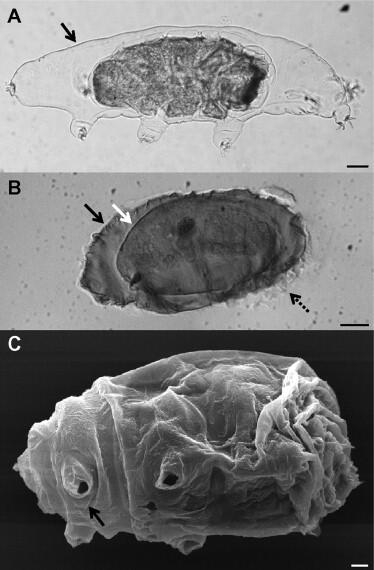 Rahasia Tardigrade si Beruang Air Yang Super Kuat