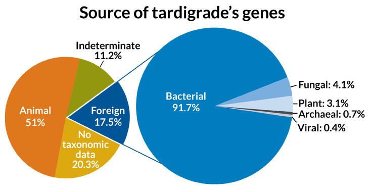 Rahasia Tardigrade si Beruang Air Yang Super Kuat