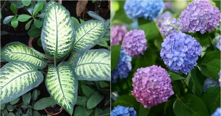 10 Tanaman Hias Ini Cantik Tapi Beracun