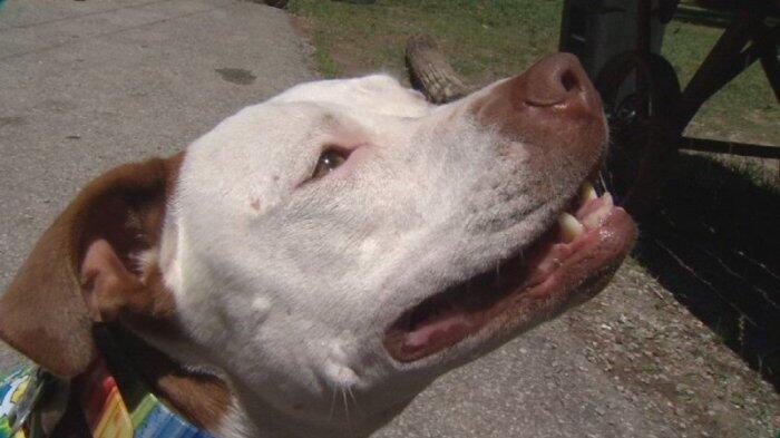 Anjing Pitbull Ini Terpilih Jadi Wali Kota di AS, Kalahkan Ayam dan Keledai