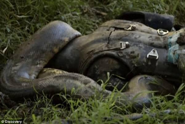 Eaten Alive : Nyobain Rasanya "Ditelen Bulet-bulet" Sama Anaconda