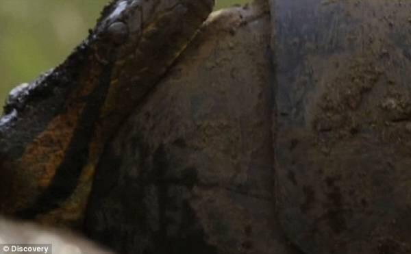 Eaten Alive : Nyobain Rasanya "Ditelen Bulet-bulet" Sama Anaconda