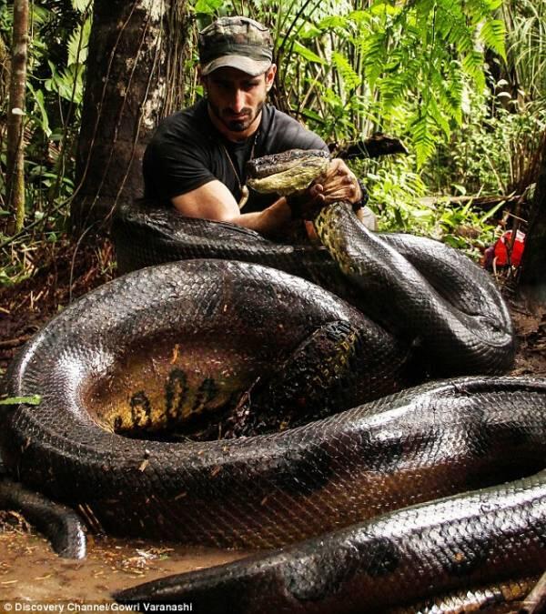 Eaten Alive : Nyobain Rasanya "Ditelen Bulet-bulet" Sama Anaconda