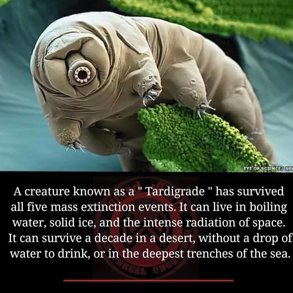 Rahasia Tardigrade si Beruang Air Yang Super Kuat