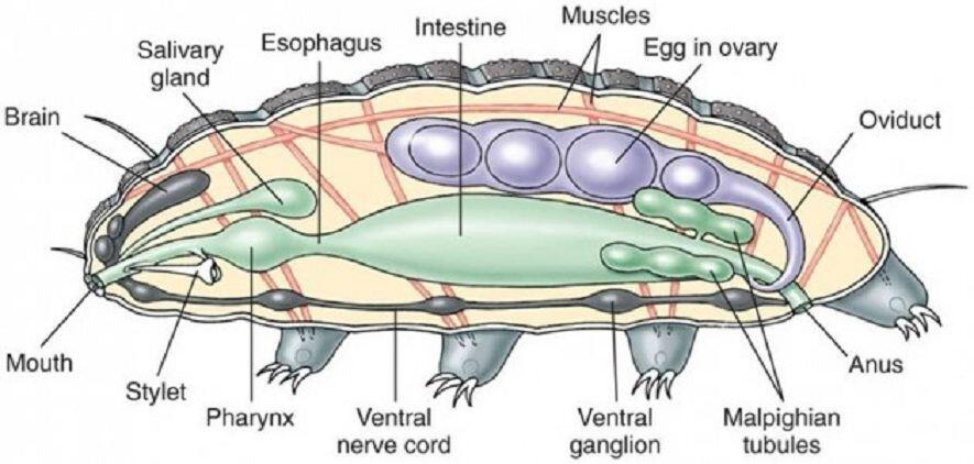 Rahasia Tardigrade si Beruang Air Yang Super Kuat