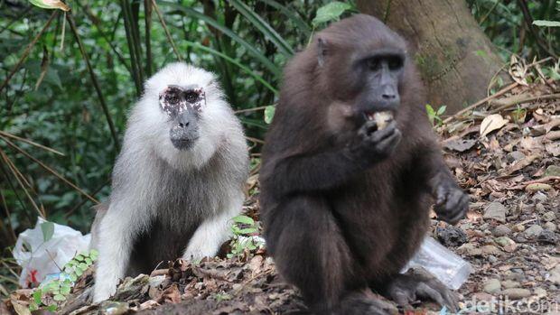 Bukan Mitos, Mudik ke Bone Bisa Ketemu Kera Putih yang Istimewa