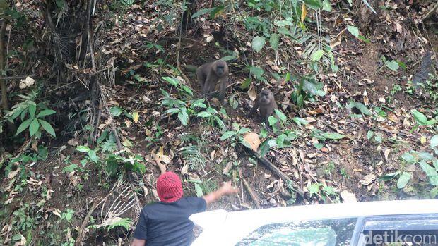 Bukan Mitos, Mudik ke Bone Bisa Ketemu Kera Putih yang Istimewa