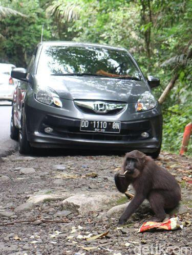 Bukan Mitos, Mudik ke Bone Bisa Ketemu Kera Putih yang Istimewa