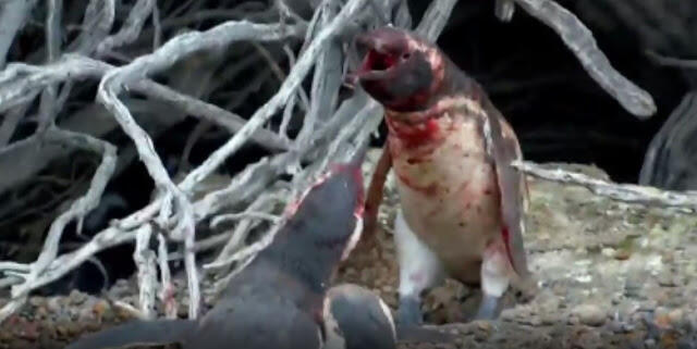 Penguin Ini Hajar Selingkuhan Istrinya,Tapi Istrinya Lebih Memilih Selingkuhannya