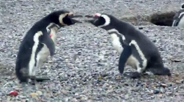 Penguin Ini Hajar Selingkuhan Istrinya,Tapi Istrinya Lebih Memilih Selingkuhannya