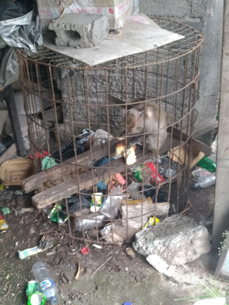 Komunitas Penyayang Binatang di Denpasar