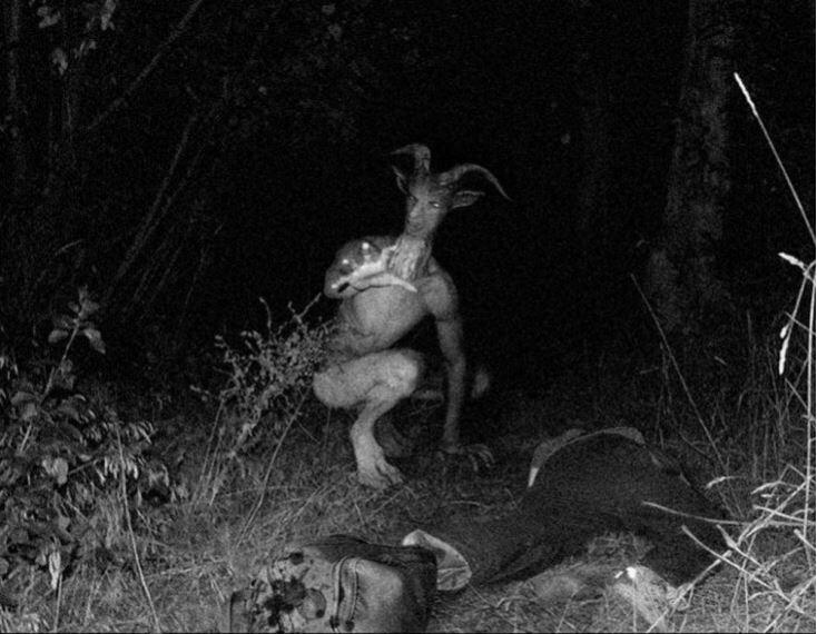 Heboh Kemunculan Hewan Misterius Pemangsa Puluhan Kambing