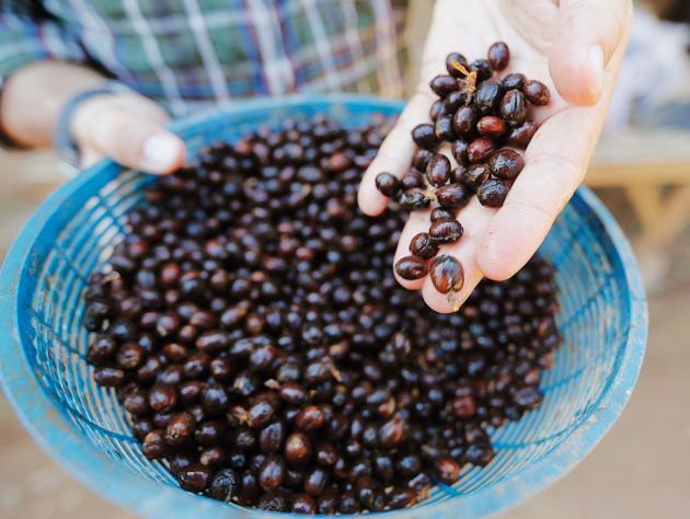 KOPI TERMAHAL DI DUNIA!! KOPI LUWAK LEWAT GAAAN!