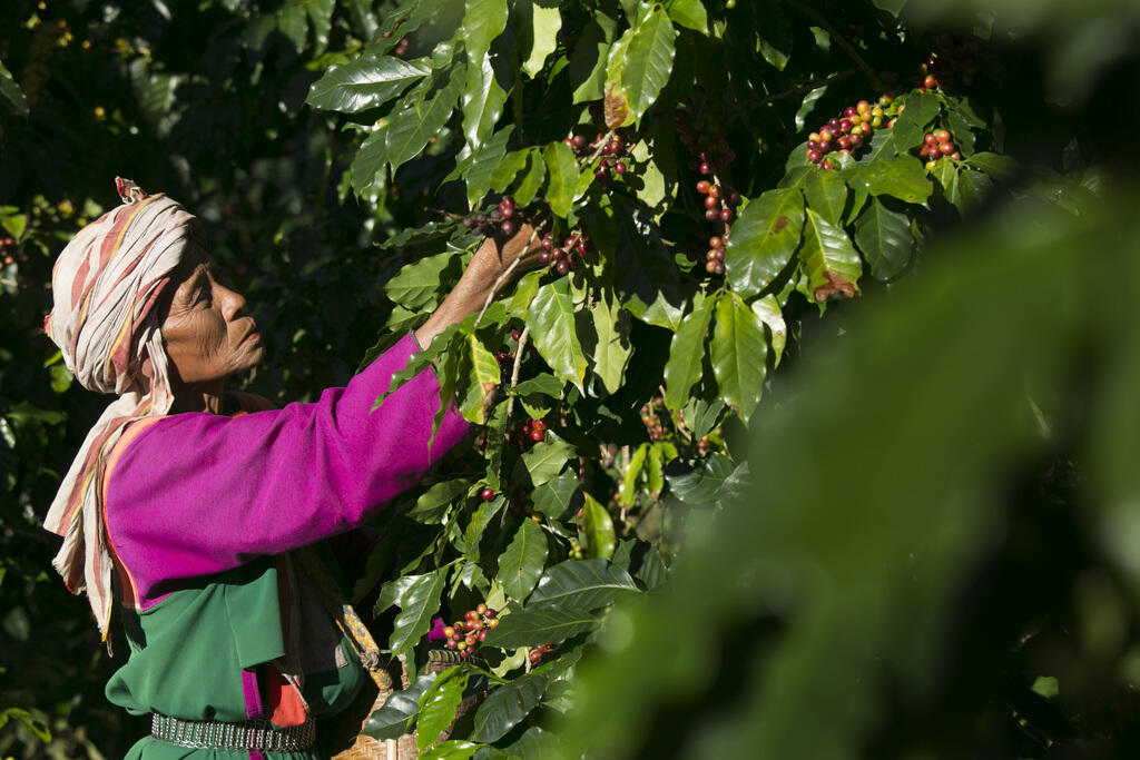 KOPI TERMAHAL DI DUNIA!! KOPI LUWAK LEWAT GAAAN!