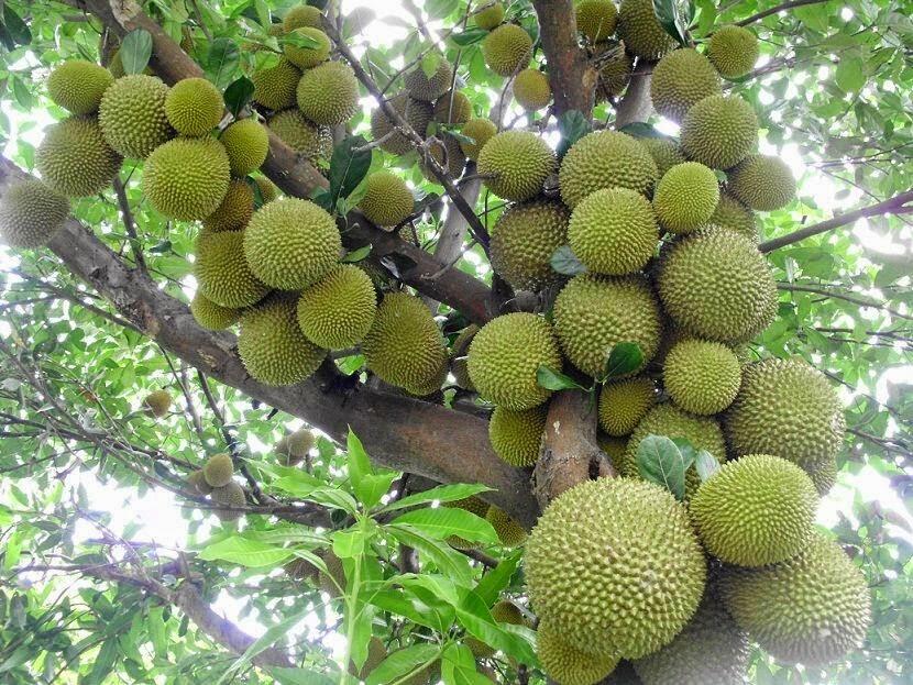 7 DURIAN LOKAL YANG GA KALAH SAING SAMA IMPOR PUNYA, WAJIB ENTE COBA!!!!