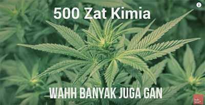 Apakah Ganja Buruk Bagi Kita? *Explained With Animation*