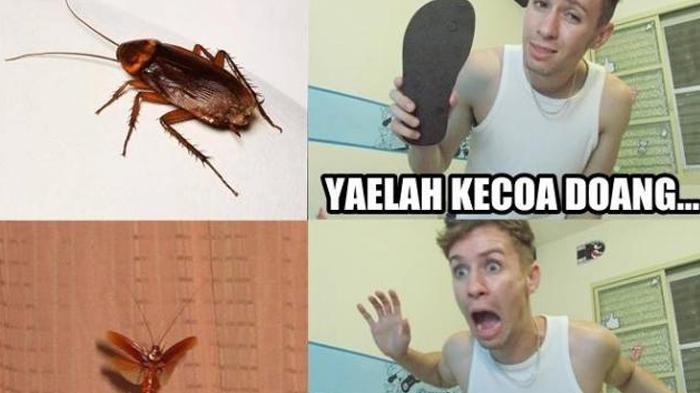 Kenapa kita takut dengan KECOA ?????