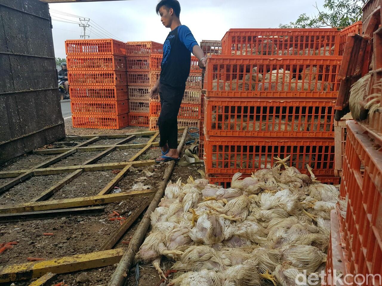 &#91;BREAKING NEWS&#93; Truk Terguling di Sukabumi, Ratusan Korban Tewas