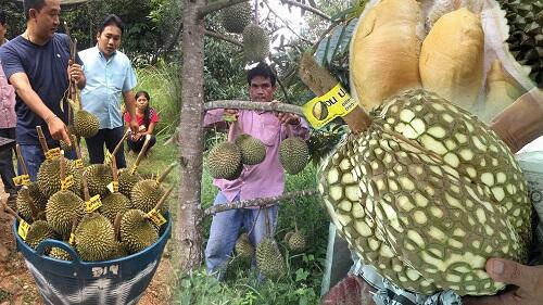 Durian Ini Nggak Ada Durinya, Jadi Namanya Apa Dong?