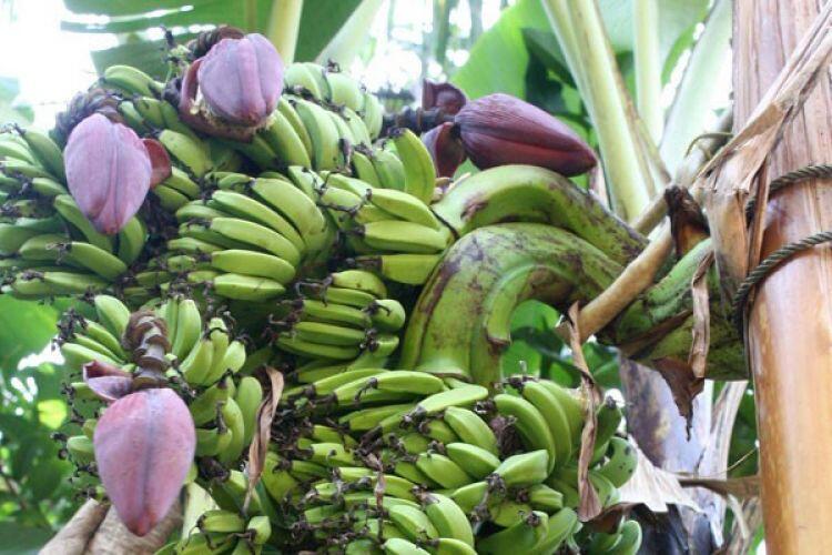 Warga Agam dihebohkan dengan kemunculan pisang bertandan tiga