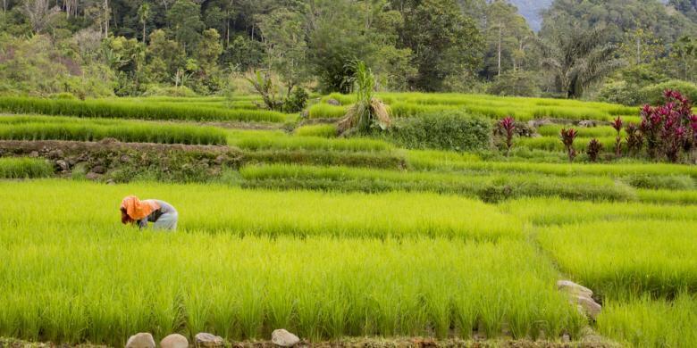 Turunnya Kesejahteraan, Ketimpangan Lahan, dan Klaim Kepuasan Petani