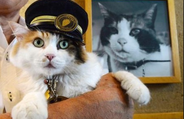 &#91;RIP&#93; Mengenang si Kucing Tama &quot;Sang Kepala Stasiun&quot;
