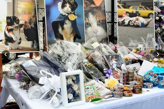 &#91;RIP&#93; Mengenang si Kucing Tama &quot;Sang Kepala Stasiun&quot;