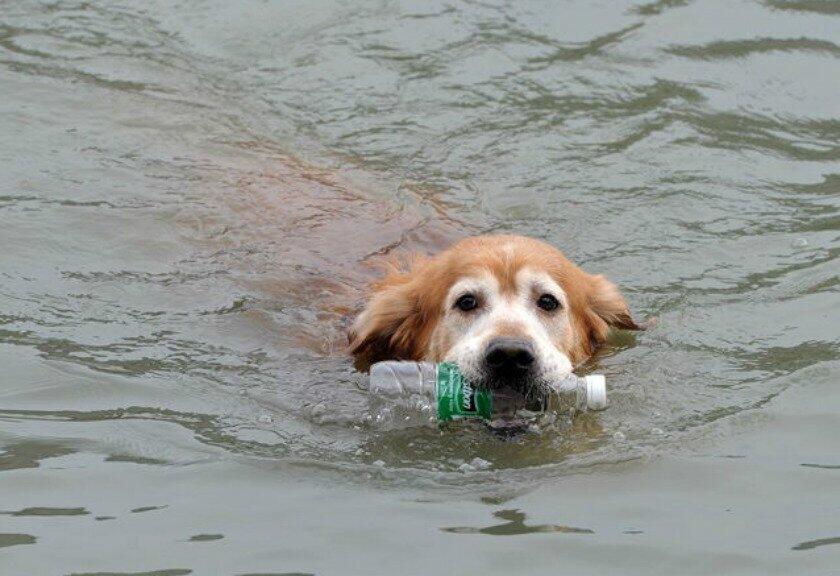 Jadi Pusat Perhatian, Anjing Ini Kumpulkan Botol Bekas