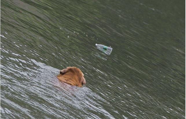 Jadi Pusat Perhatian, Anjing Ini Kumpulkan Botol Bekas