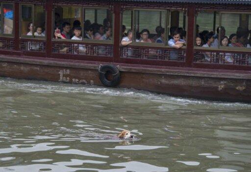 Jadi Pusat Perhatian, Anjing Ini Kumpulkan Botol Bekas
