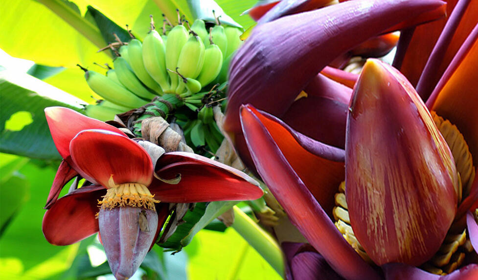 Ini Penjelasan Ilmiah Kenapa Bentuk Pisang Melengkung?