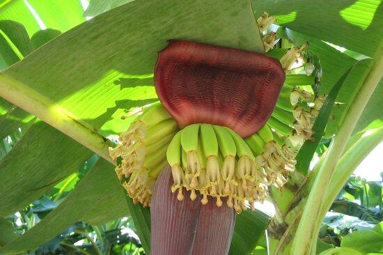 Ini Penjelasan Ilmiah Kenapa Bentuk Pisang Melengkung?